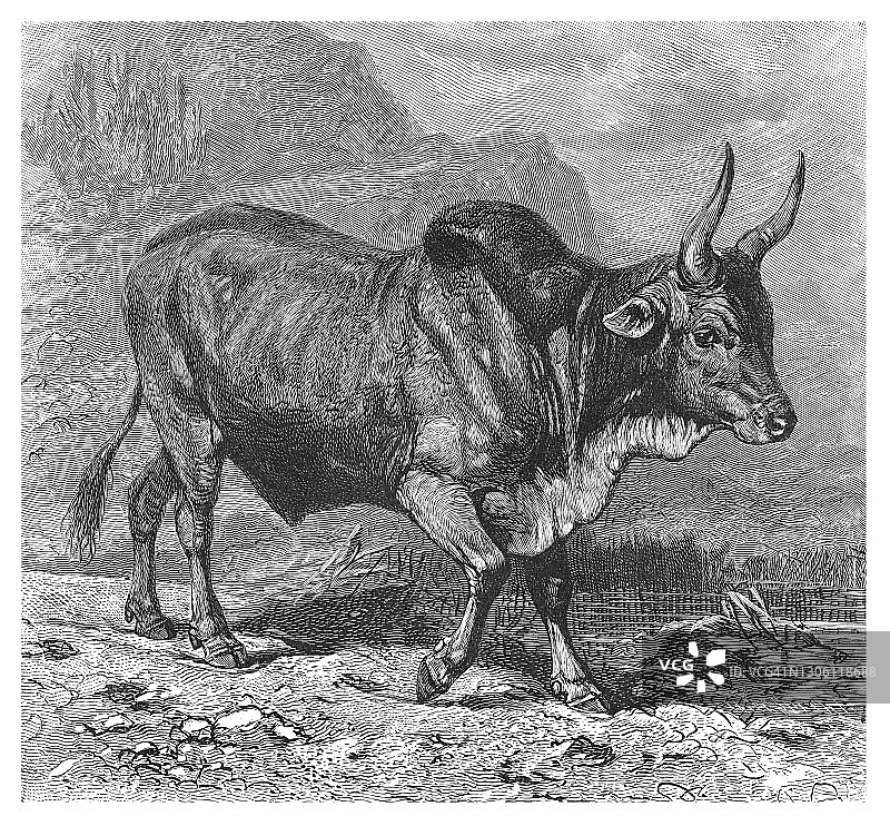 东非加拉公牛古老版画插图图片素材