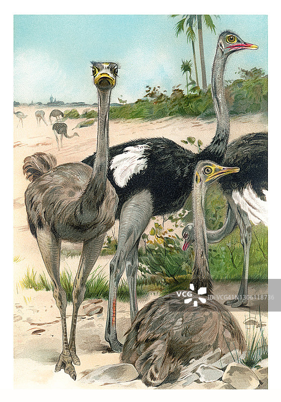 老式彩色石印插图：普通鸵鸟图片素材