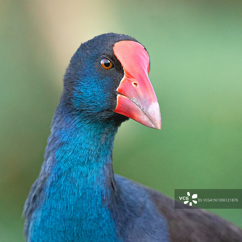 紫水鸡肖像图片素材