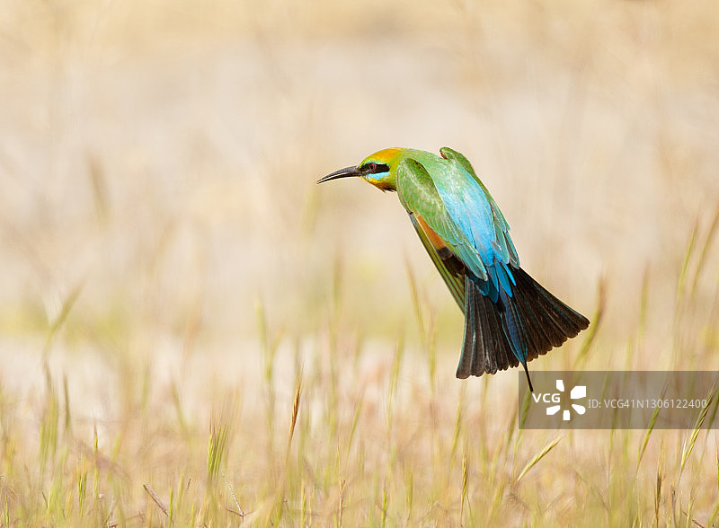 彩虹蜂虎#2图片素材