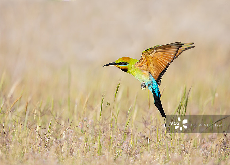 飞行中的彩虹食蜂鸟#3图片素材