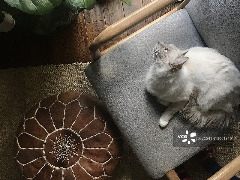 温馨的家：室内植物、皮革蒲团与猫图片素材