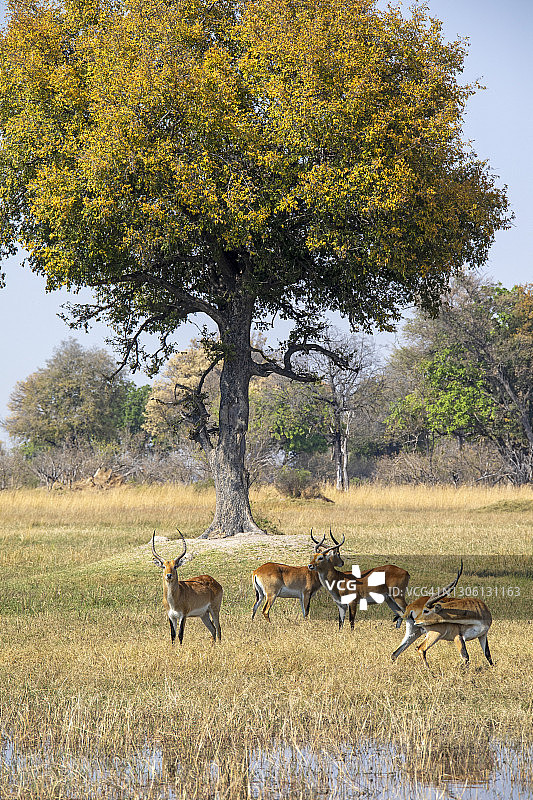 红羚羊风景图片素材