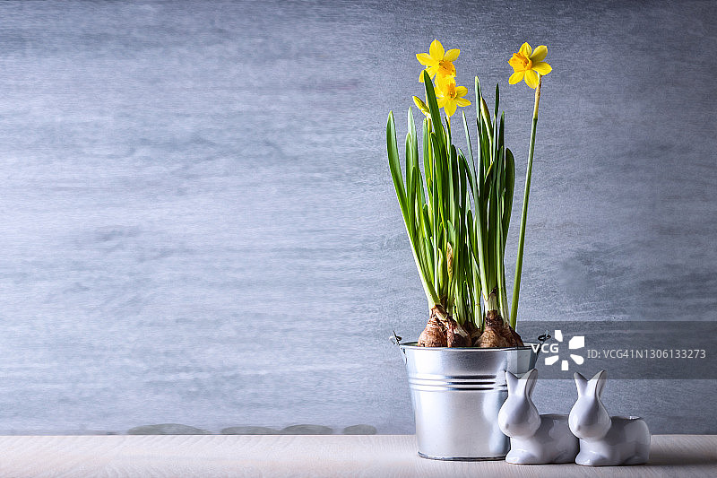 复活节庆祝概念：黄色水仙花和小兔子图片素材