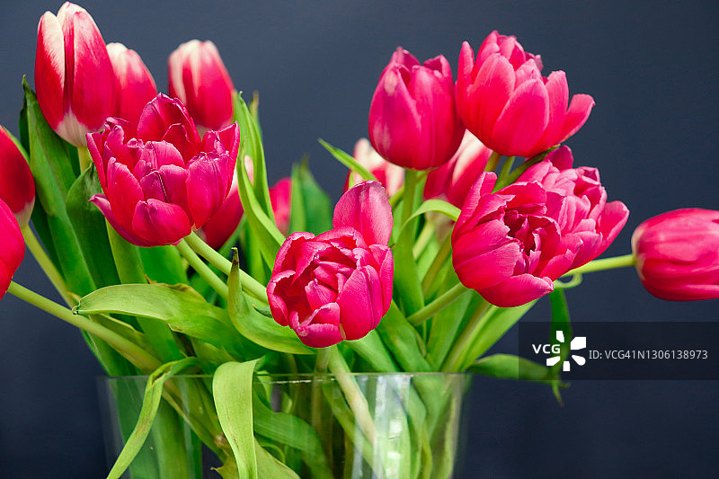 深蓝色墙前的玻璃花瓶中的红色郁金香图片素材