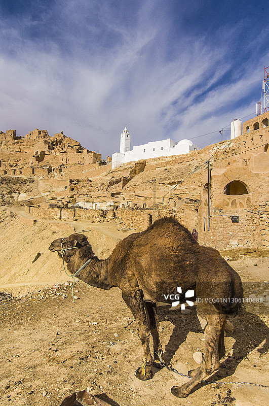 切尼尼村遗址附近的骆驼图片素材
