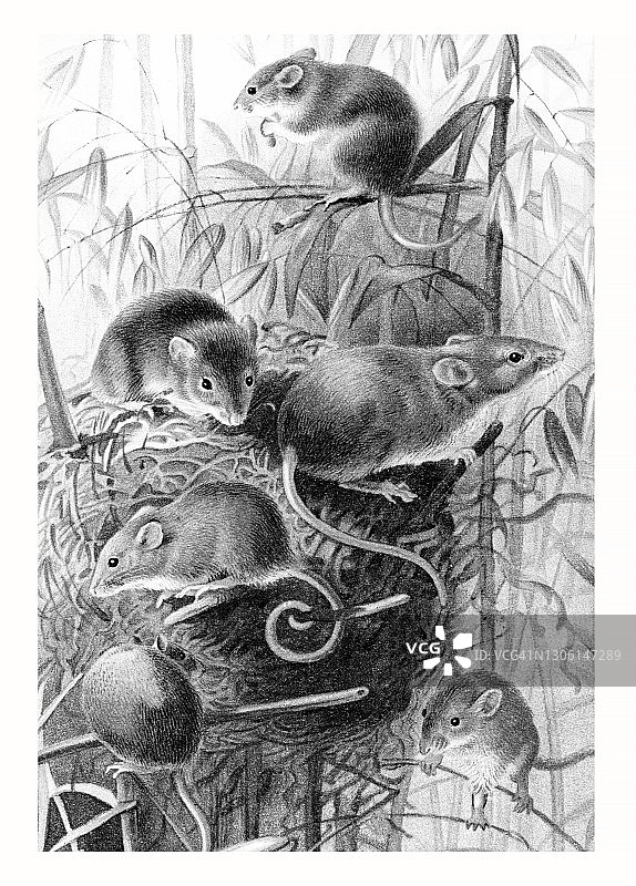 小家鼠古老的彩色石印插图图片素材