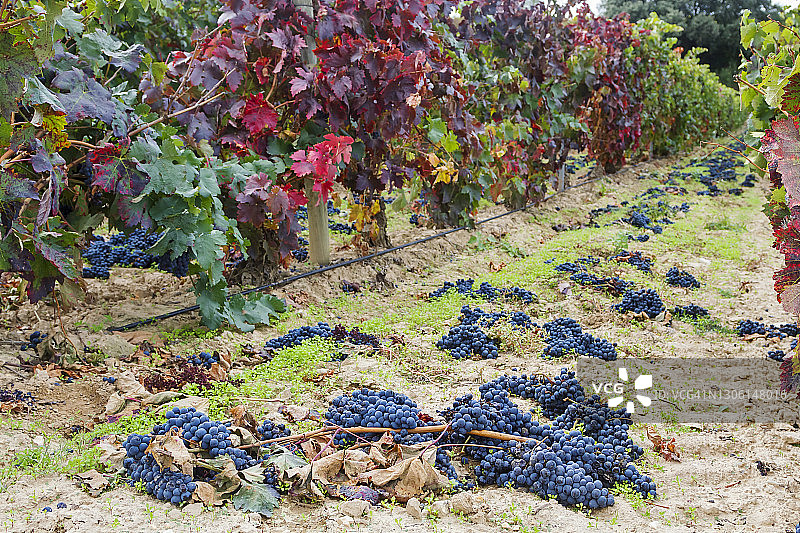 里奥哈成熟的葡萄园图片素材