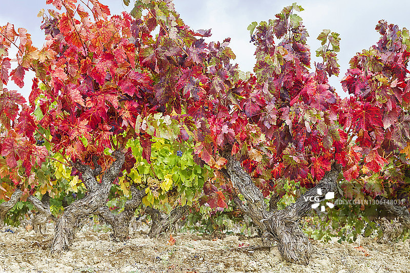 里奥哈成熟的葡萄园图片素材