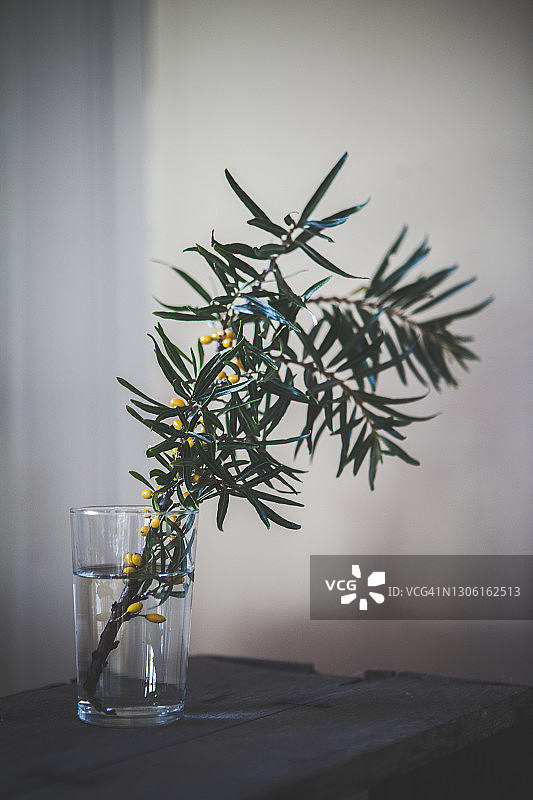 花瓶中的常见红豆杉树枝图片素材