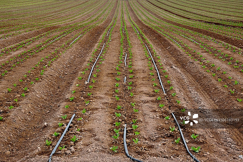 滴灌灌溉的田野图片素材