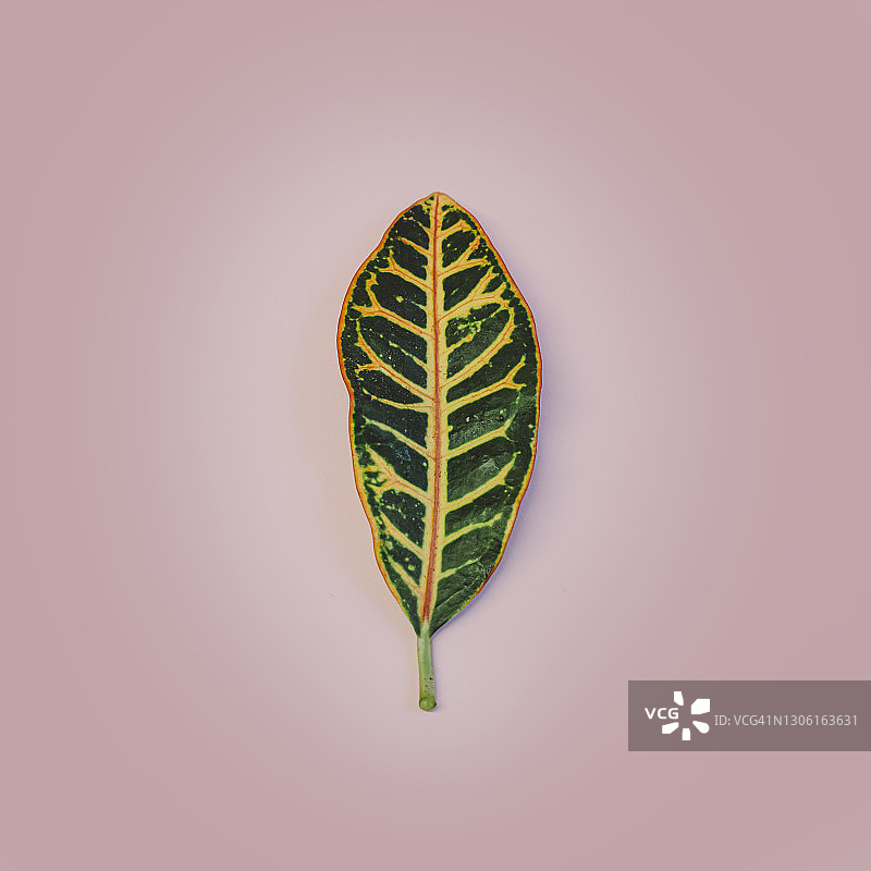 粉色背景上的叶子图片素材