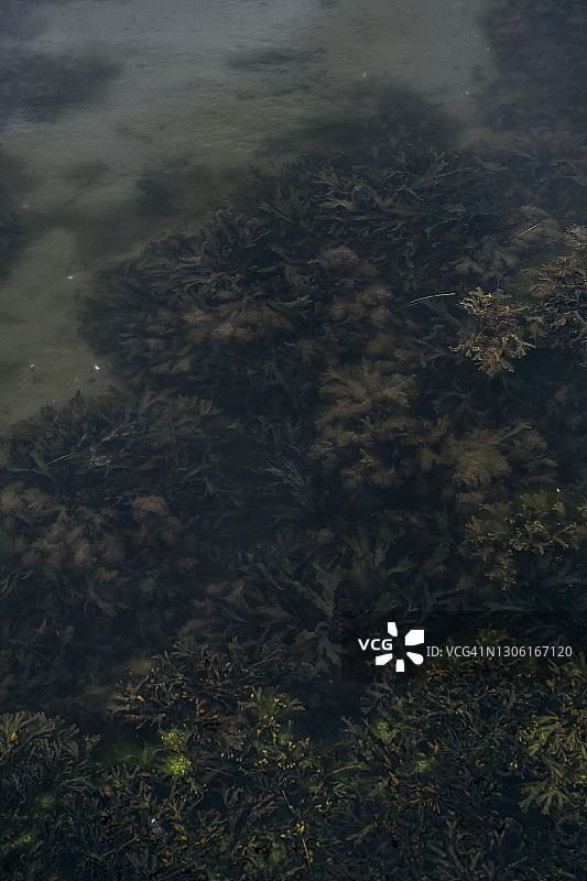 水下海藻图片素材