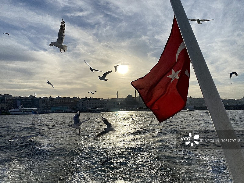 土耳其伊斯坦布尔的海鸥图片素材