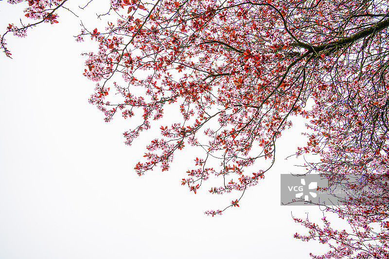 白色背景上的盛开粉色樱花树图片素材