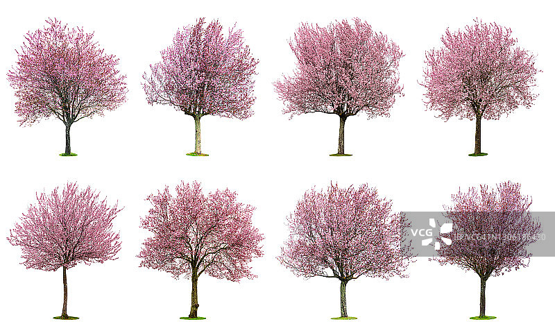 白色背景上的盛开粉色樱花树图片素材