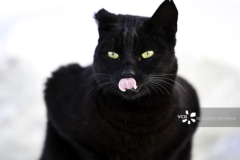 猫咪看着鱼图片素材