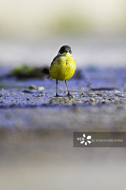 小翠鸟图片素材