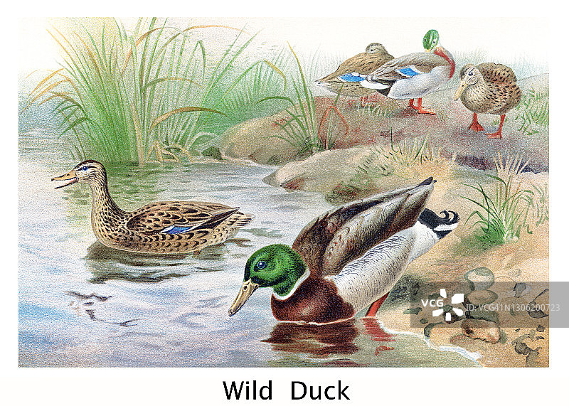 野鸭（鸭属 绿头鸭）古董雕刻插图图片素材