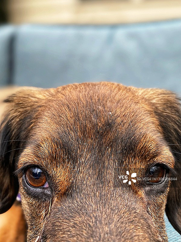 狗的额头图片素材