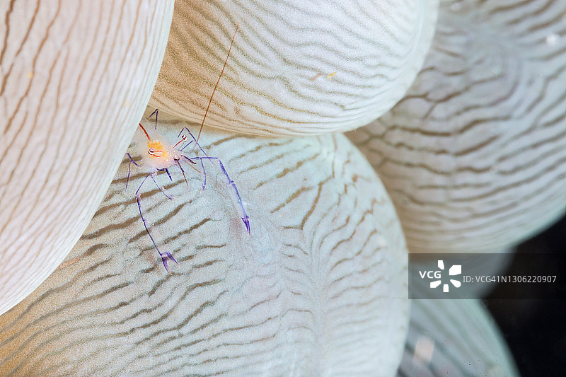 阿尼洛气泡珊瑚虾图片素材