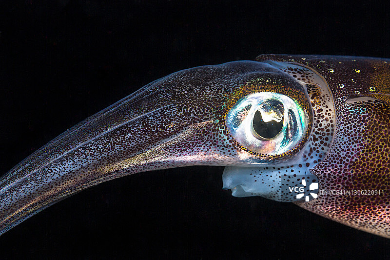 莱氏拟乌贼面部特写图片素材