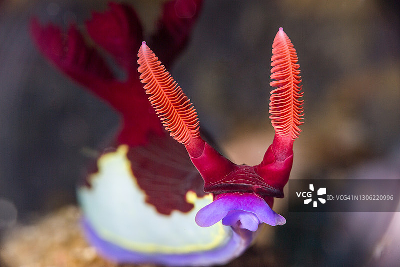 阿尼洛的张伯伦海蛞蝓图片素材