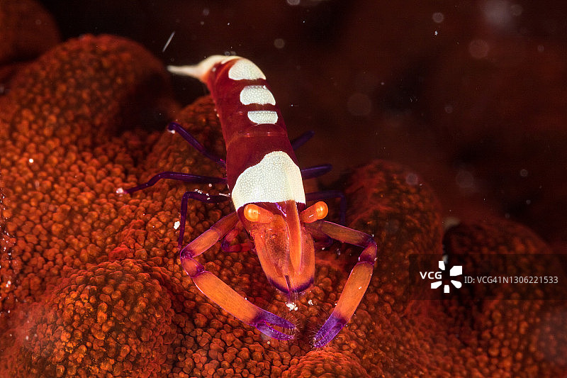 海参上的帝王虾图片素材