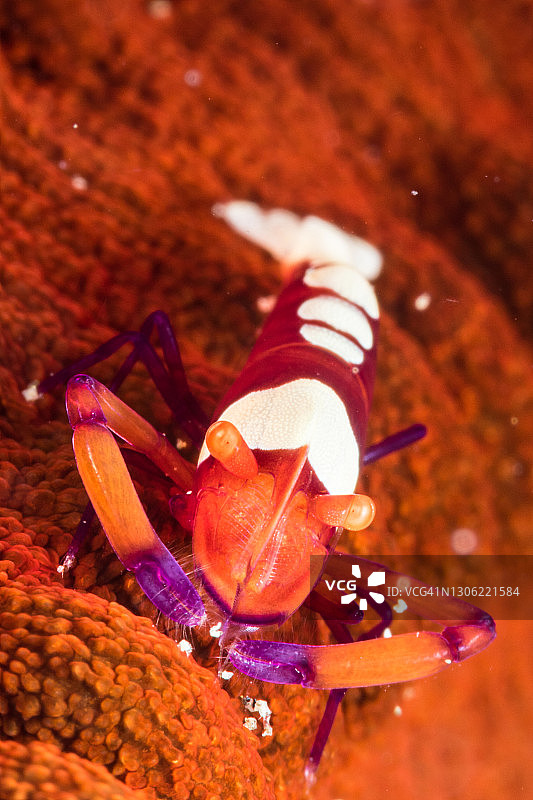 海参上的帝王虾图片素材