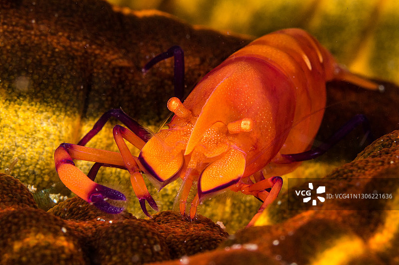 海参上的帝王虾图片素材