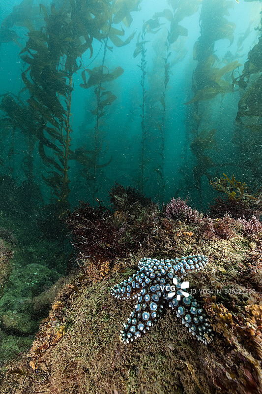 海带森林中的海星图片素材
