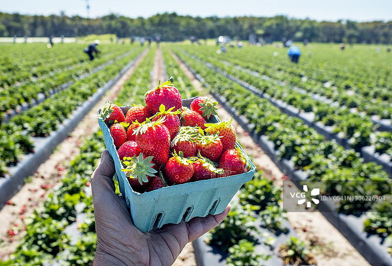 成熟的草莓，草莓农场，佛罗里达州植物城图片素材