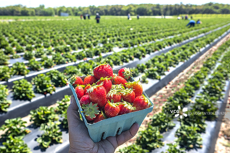 成熟的草莓，草莓农场，佛罗里达州植物城图片素材