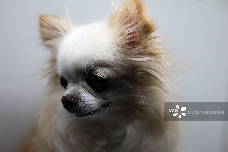 长毛吉娃娃犬图片素材