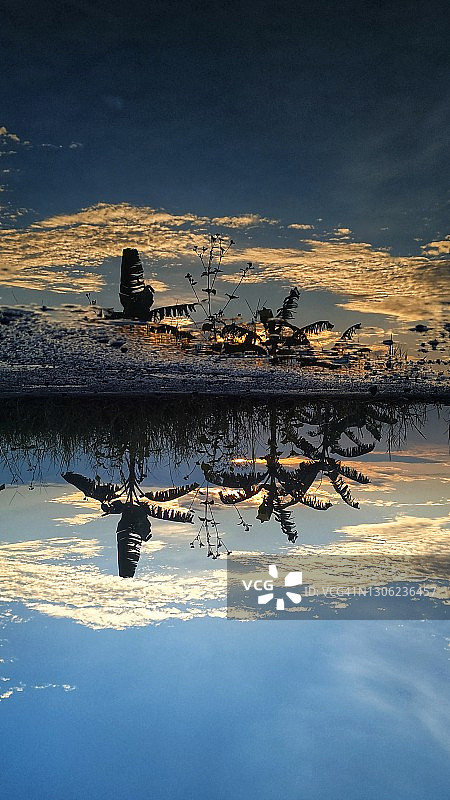 水坑中倒影：日出时分的香蕉树（竖版照片）图片素材