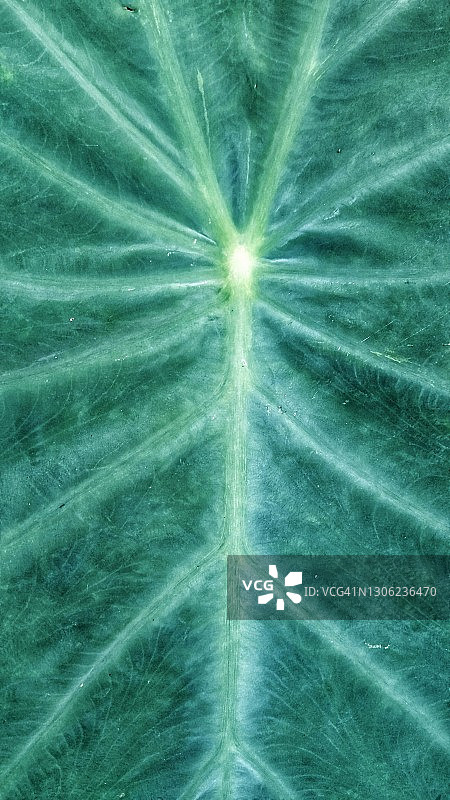 绿色芋头叶纹理背景图片素材