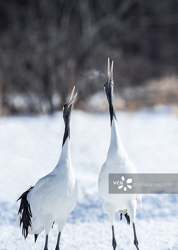 丹顶鹤图片素材