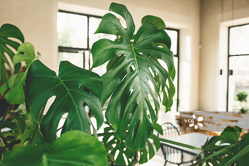 龟背竹叶子特写图片素材