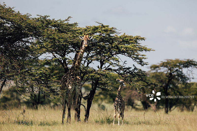 长颈鹿宝宝和妈妈在树林中图片素材