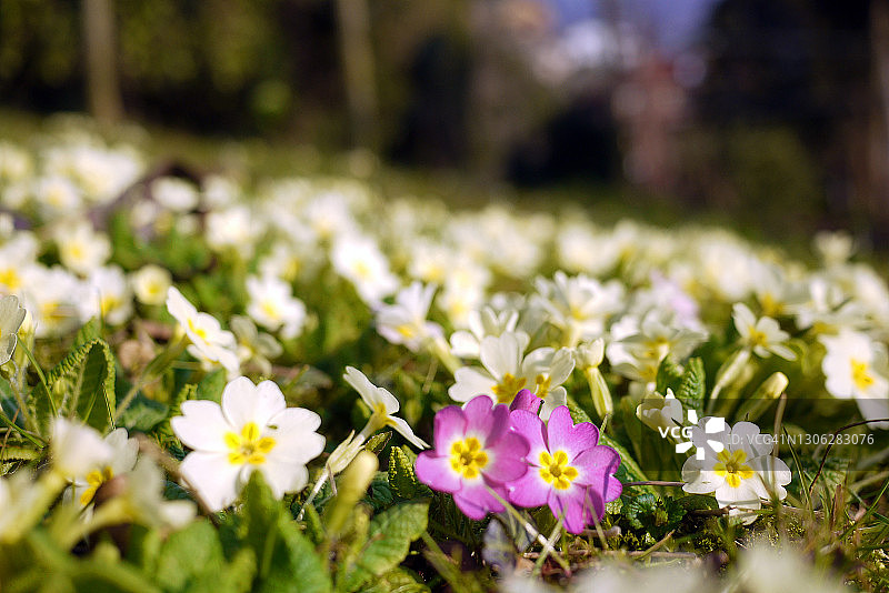 自然环境下的报春花，晨曦图片素材