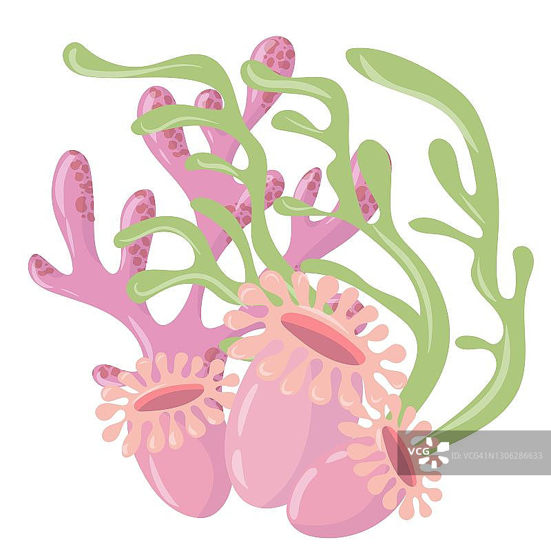 海洋植物海藻水族箱植物矢量图（白色背景）图片素材