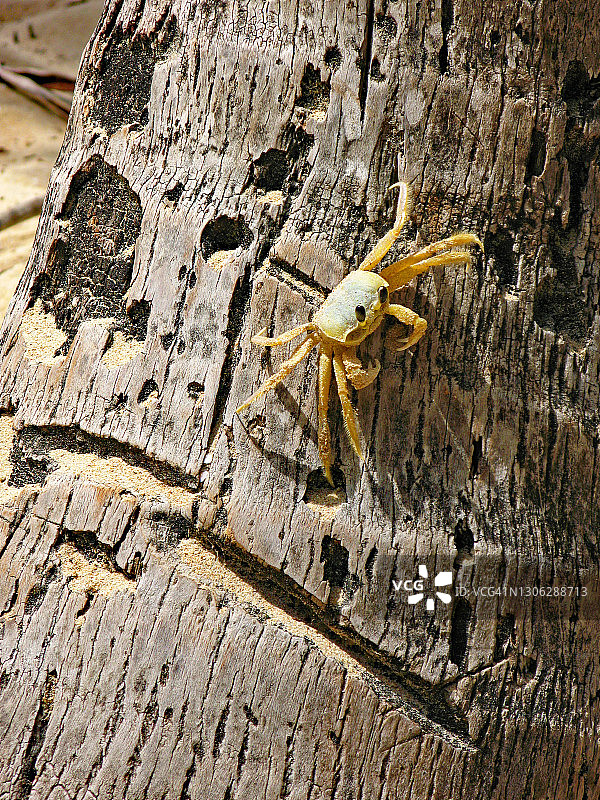 马提尼克岛棕榈树干上的阳光螃蟹图片素材
