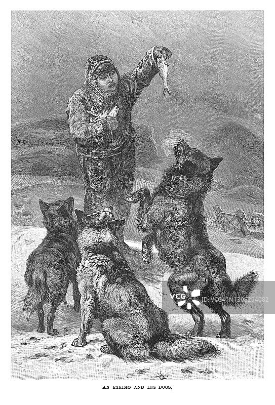 爱斯基摩人及其犬的古老插图，爱斯基摩人用鱼喂养哈士奇犬图片素材