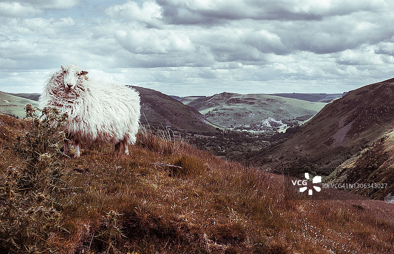 威尔士丘陵地带的威尔士山羊图片素材