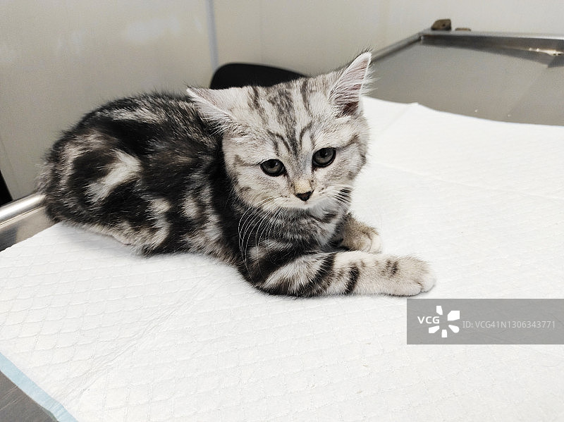 苏格兰直耳幼猫在兽医诊所图片素材
