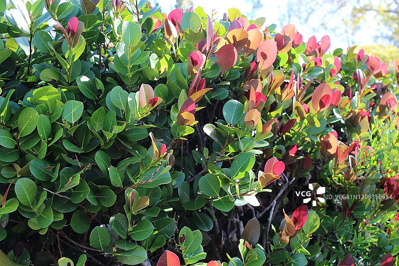 特写：红色树叶图片素材