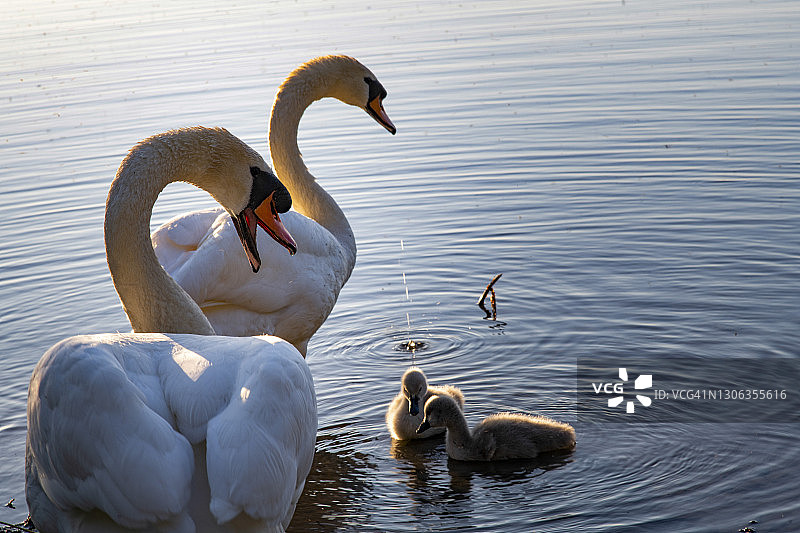 夏季爱尔兰拉斯里湖上的天鹅与小天鹅图片素材