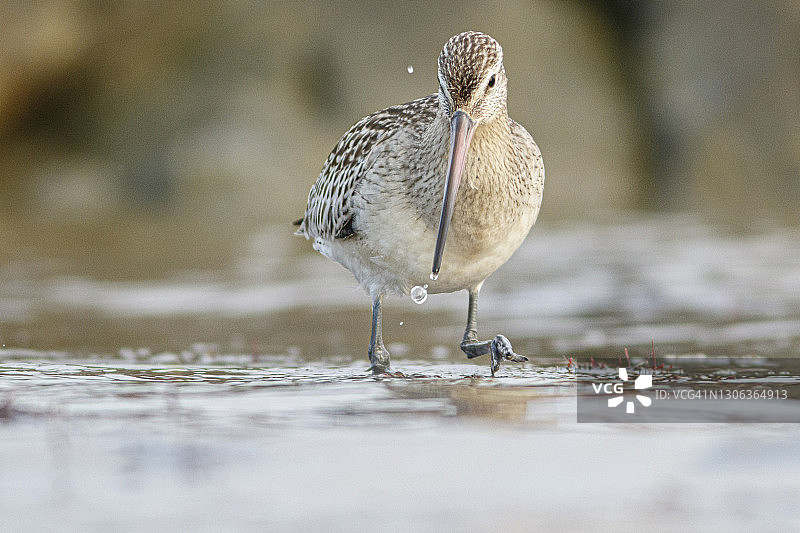 南迁途中在岸边觅食的斑尾塍鹬图片素材