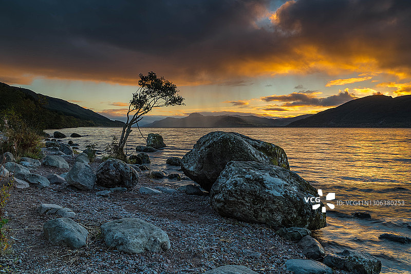 湖边的孤树图片素材