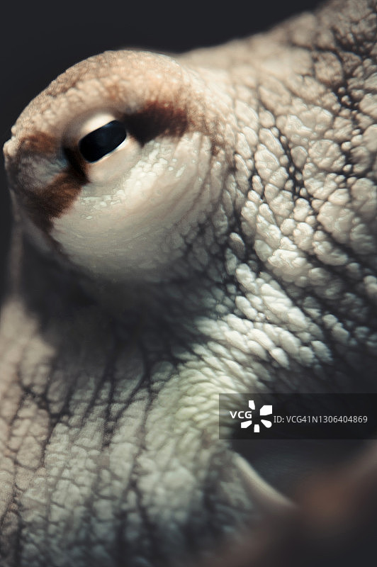 水族馆中活章鱼的细节特写图片素材